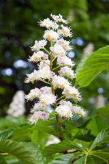 Blossom of horse chestnut tree