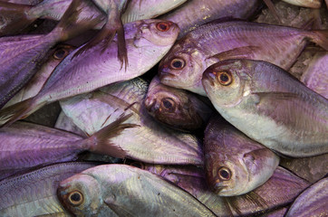 Fresh fish on ice background