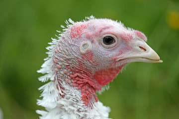 Junger weißer Truthahn in Freilandhaltung