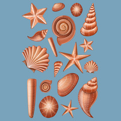 Shell and starfish collection for summer holiday background and decoration