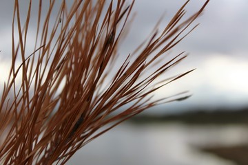 dry pine leaves