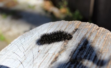 A little butterfly worm is sleeping on the stump.