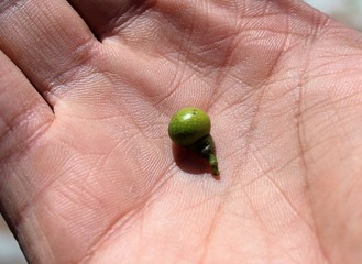 Reconciliation with nature.