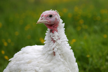 Junger weißer Truthahn in Freilandhaltung