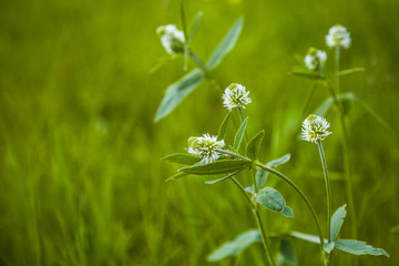 White flowers in a meadow