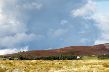 Heather on the Cairngorm Mountain Range