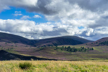 Fototapeta premium Heather on the Cairngorm Mountain Range