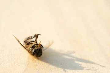 dead bee on the wood floor
