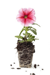 pink flower on block of soil