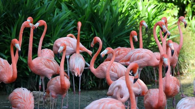 A flock of pink flamingos