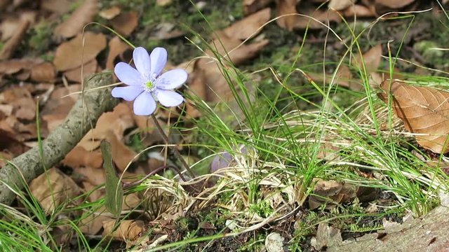 kidneywort flowers in blossom. springtime.