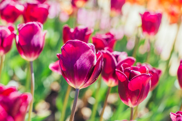 Colorful tulip garden in spring