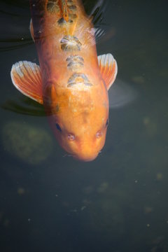 Koi Karpfen im Teich