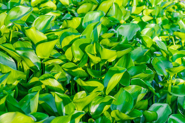 Water hyacinth, Floating water hyacinth