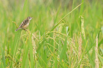 Paddy field, green agriculture land, India