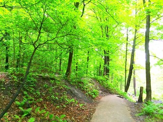 Fototapeta premium bois