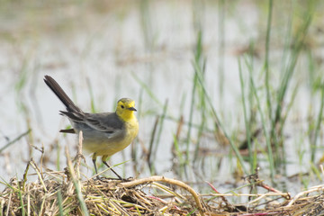 Yellow wagtail bird, sitting on wetland ground, India