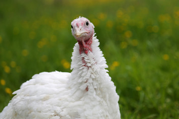 Junger weißer Truthahn in Freilandhaltung