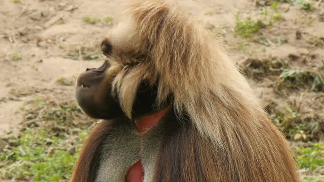 Male gelada(Theropithecus gelada) extreme closeup  eating