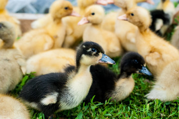 Black fluffy little duckling looks at the camera