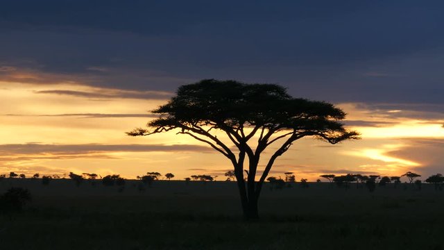 Typical African golden sunset with Acacia tree in Serengeti Tanzania