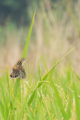 Paddy field, green agriculture land, India