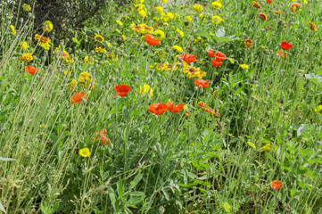 Wild flowers in jungle