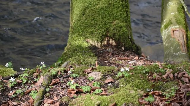 Wuerm river landscape in springtime. flowing stream water. located next to Starnberg, Bavaria (Germany)