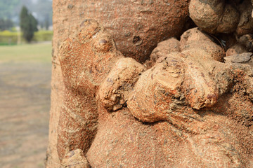 Conceptual abstract natural  image of kiss, love, formed by shaped tree root.