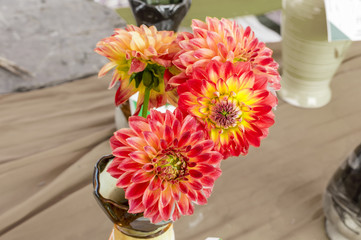 Red orange dahlia flowers in vase
