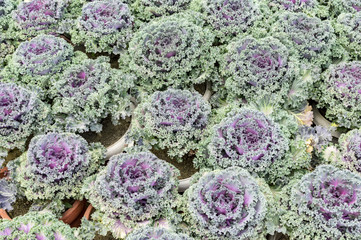 Various decorative cabbages