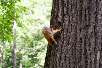 Red squirrel keeps the claws of a tree trunk in green summer forest.