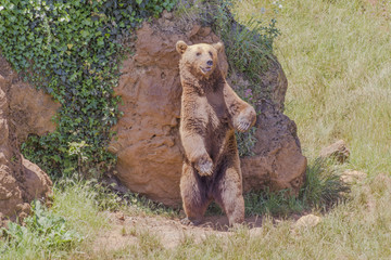 Brown bear (Ursus arctos) standing on its hind legs to scratch h