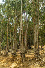 Tall Eucalyptus trees of Entoto, Addis Ababa