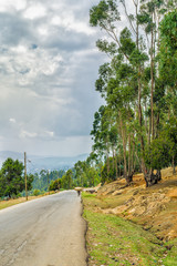 Tall Eucalyptus trees of Entoto, Addis Ababa