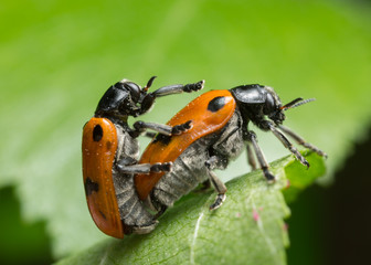 Mating Clytra quadripunctata on leaf 
