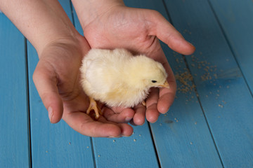 chick on hand
