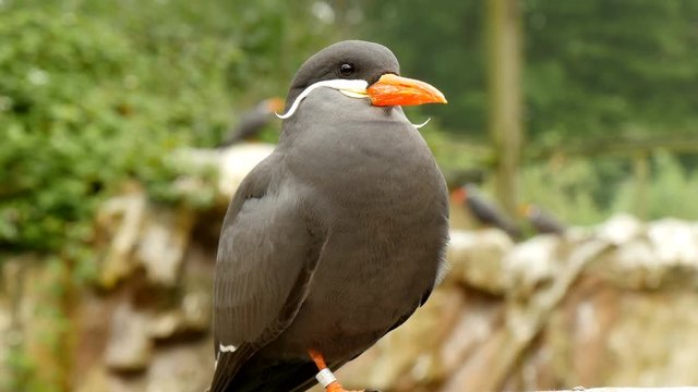 Inca tern (larosterna inca) closeup
