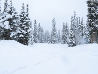Winterlandschaft in den kanadischen Rocky Mountains