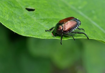 Japanese Beetle eating and destroying a leaf