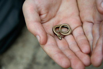 little slow worm on palm