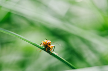 Macro shot of orange bug