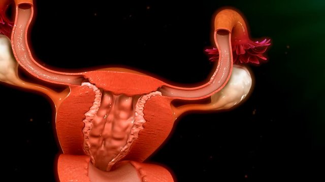 Female ovary