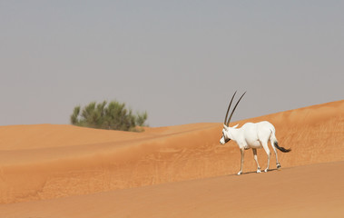 Arabian oryxes in a desert landscape near Dubai UAE