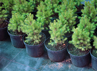 Many black pots with soil and seedlings of coniferous trees.