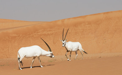 Arabian oryxes in a desert landscape near Dubai UAE