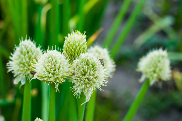 Growing onions for seed for next year