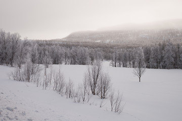 nebliger Morgen an einem zugefrorenen See in Schweden