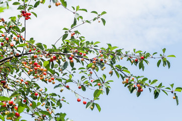 Obraz na płótnie Canvas ripe cherry tree