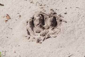 footprint in sand